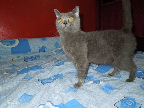 VAND BRITISH SHORTHAIR BLUE FEMELA DE 3 ANI