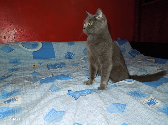 VAND BRITISH SHORTHAIR BLUE FEMELA DE 3 ANI