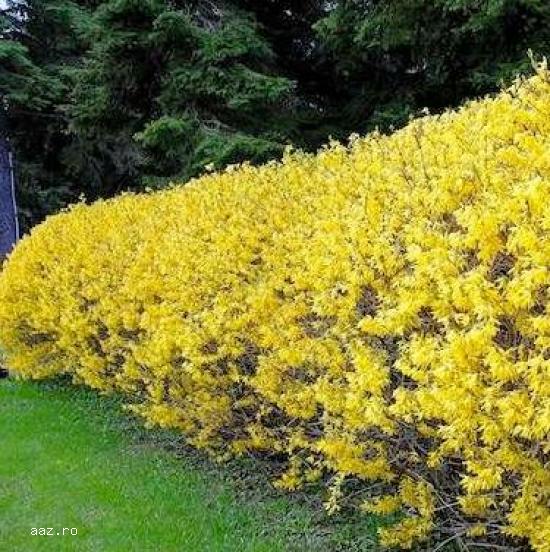 Gard viu- tuia,   lemn cainesc,   buxus,   liliac