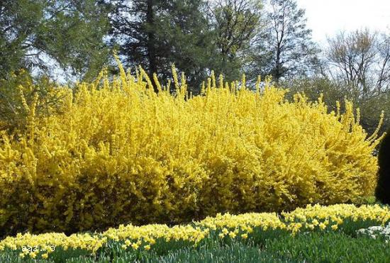 Gard viu- tuia,   lemn cainesc,   buxus,   liliac