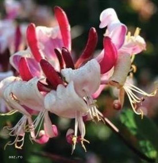 Gard viu- tuia,   lemn cainesc,   buxus,   liliac