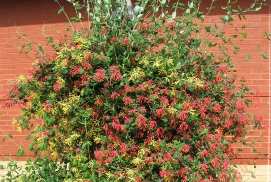 Gard viu- tuia,   lemn cainesc,   buxus,   liliac