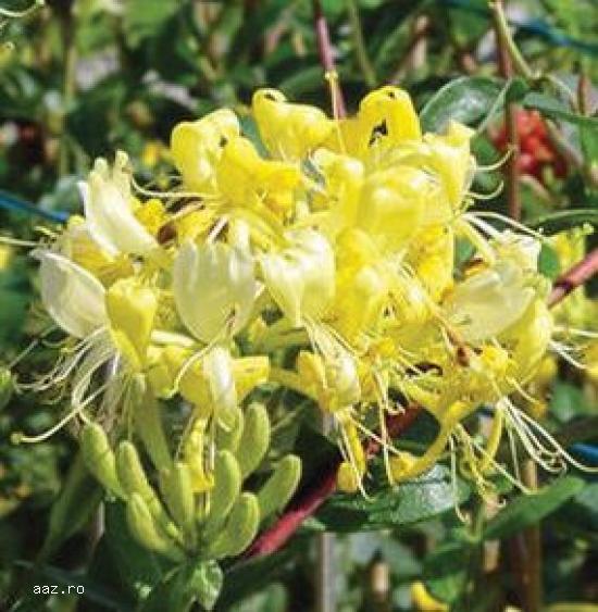 Gard viu- tuia,   lemn cainesc,   buxus,   liliac