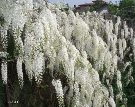 Gard viu- tuia,   lemn cainesc,   buxus,   liliac
