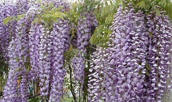 Gard viu- tuia,   lemn cainesc,   buxus,   liliac