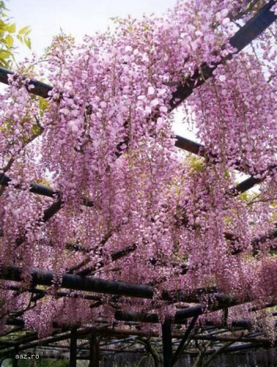 Gard viu- tuia,   lemn cainesc,   buxus,   liliac