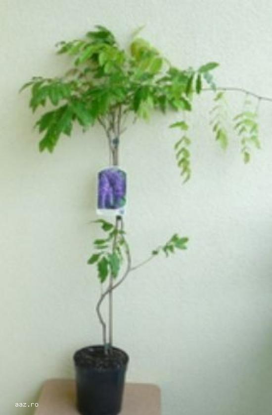 Gard viu- tuia,   lemn cainesc,   buxus,   liliac