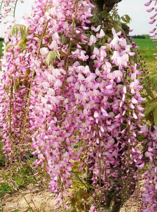 Gard viu- tuia,   lemn cainesc,   buxus,   liliac