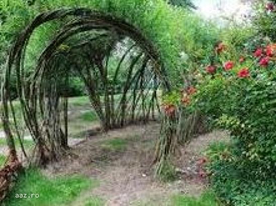 Gard viu- tuia,   lemn cainesc,   buxus,   liliac
