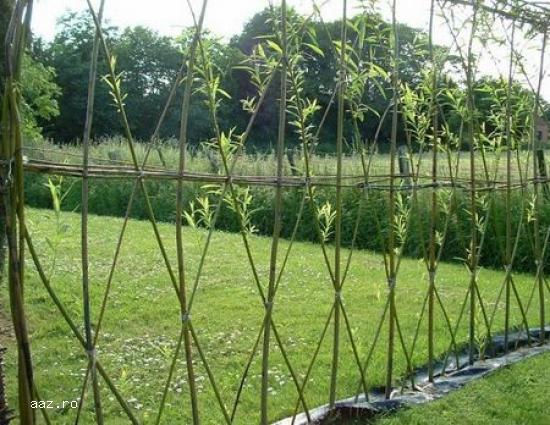 Gard viu- tuia,   lemn cainesc,   buxus,   liliac