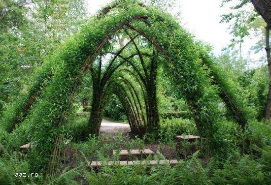 Gard viu- tuia,   lemn cainesc,   buxus,   liliac