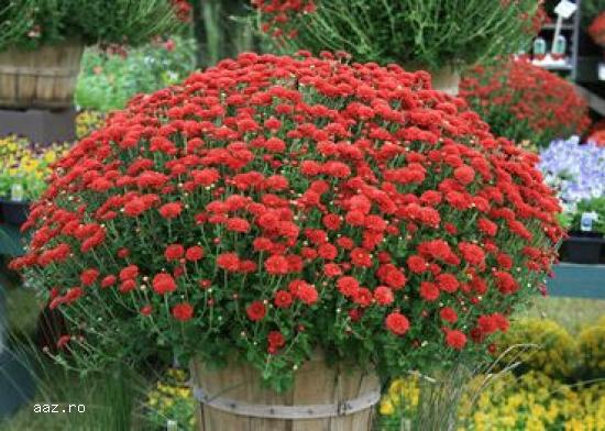 Gard viu- tuia,   lemn cainesc,   buxus,   liliac