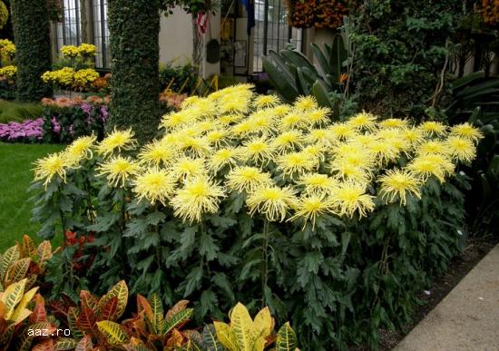 Gard viu- tuia,   lemn cainesc,   buxus,   liliac
