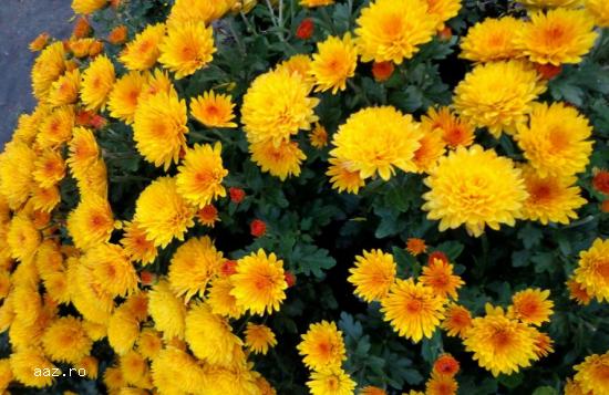 Gard viu- tuia,   lemn cainesc,   buxus,   liliac