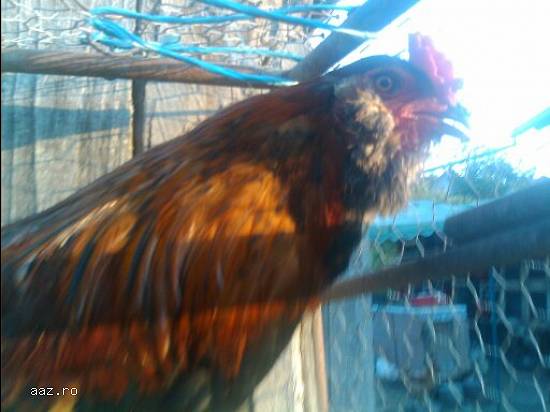 Araucana