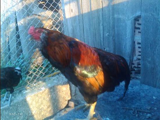 Araucana