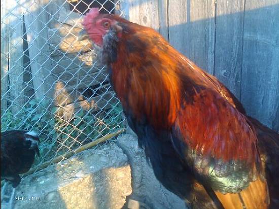 Araucana