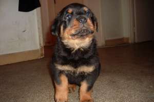 vand rottweiler de calitate