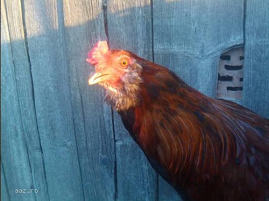 Araucana