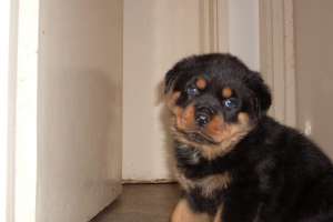 vand rottweiler de calitate