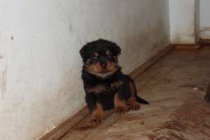 vand rottweiler de calitate
