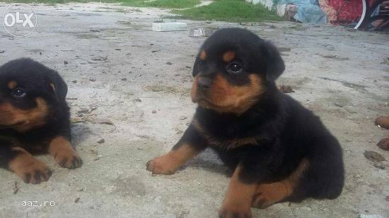 catei Rottweiler