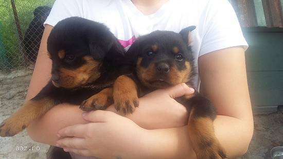 catei Rottweiler