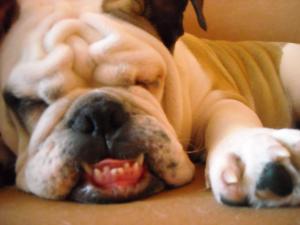ofer pt monta BULLDOG ENGLEZ