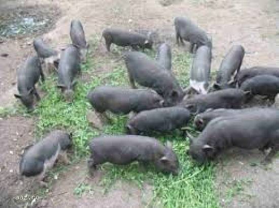 De vanzare porci vietnamezi (rasa pura)