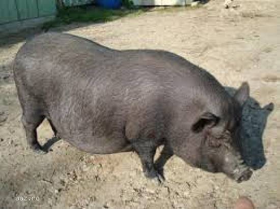 De vanzare porci vietnamezi (rasa pura)