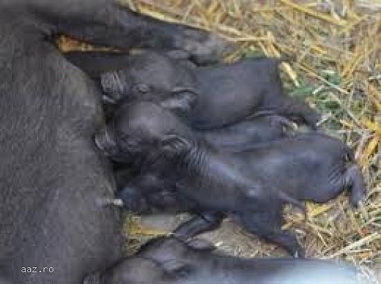De vanzare porci vietnamezi (rasa pura)