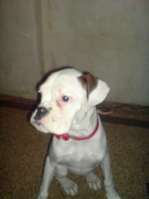 Vand Boxer Alb