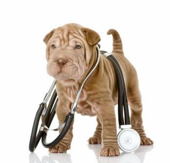 Urgente medical veterinare non-stop