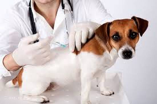 Urgente medical veterinare non-stop
