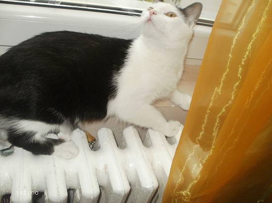 Dau spre adoptie(donez) pisicuta de 12 luni culoare alba cu pete negre.Femela.Castrata.Tel. 07671574
