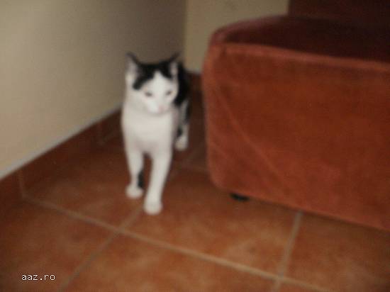Dau spre adoptie(donez) pisicuta de 12 luni culoare alba cu pete negre.Femela.Castrata.Tel. 07671574