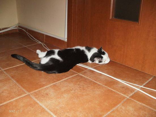 Dau spre adoptie(donez) pisicuta de 12 luni culoare alba cu pete negre.Femela.Castrata.Tel. 07671574