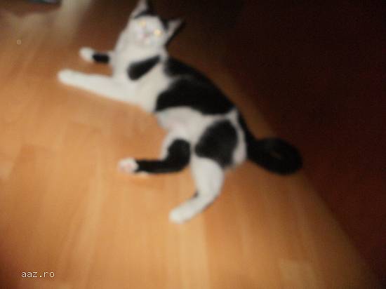 Dau spre adoptie(donez) pisicuta de 12 luni culoare alba cu pete negre.Femela.Castrata.Tel. 07671574