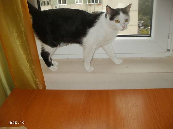 Dau spre adoptie(donez) pisicuta de 12 luni culoare alba cu pete negre.Femela.Castrata.Tel. 07671574