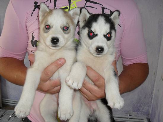 catei husky siberian transport GRATUIT
