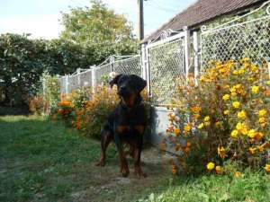 Rottweiler...