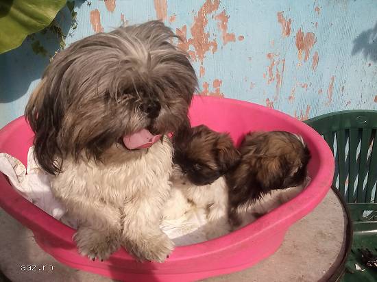 catei shih tzu