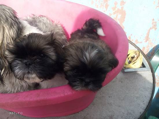 catei shih tzu