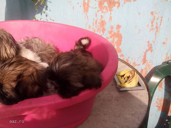 catei shih tzu