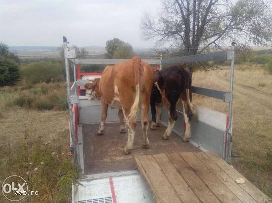 ofer transport