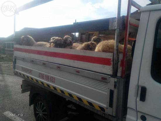 ofer transport