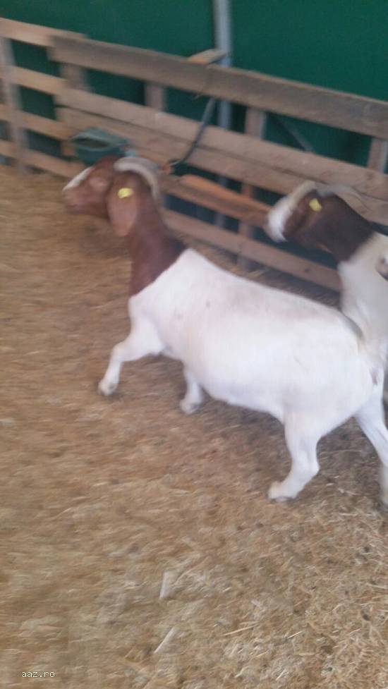 Vand 7 capre adulte boer