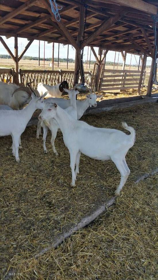 Vand  iede saanen cu 4 tapi,  unul de 2 ani s