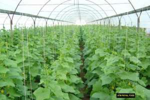 VAND SOLARIU PT LEGUME SI FLORI