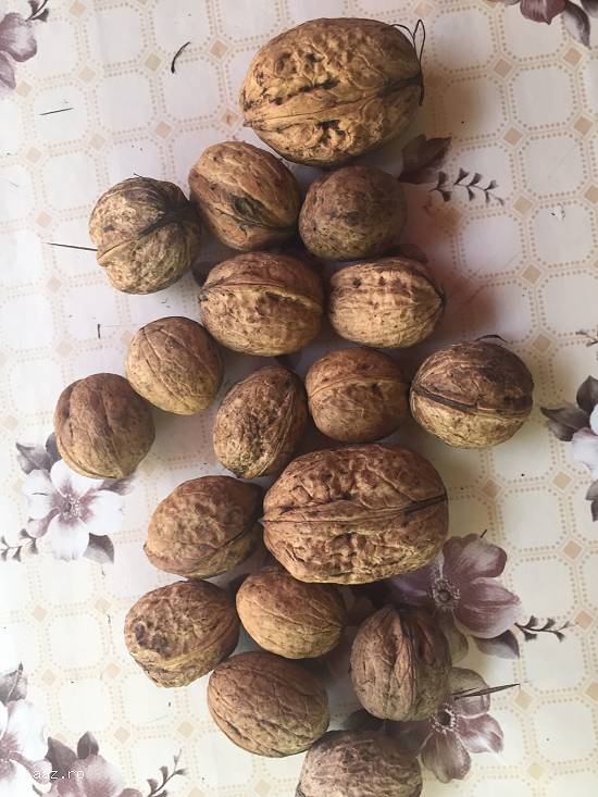 Nuci în coaja și miez 2015